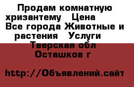 Продам комнатную хризантему › Цена ­ 250 - Все города Животные и растения » Услуги   . Тверская обл.,Осташков г.